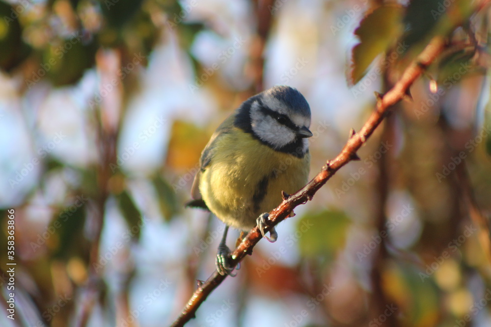 Obraz premium A photo of a Blue Tit taken in Devon, England.