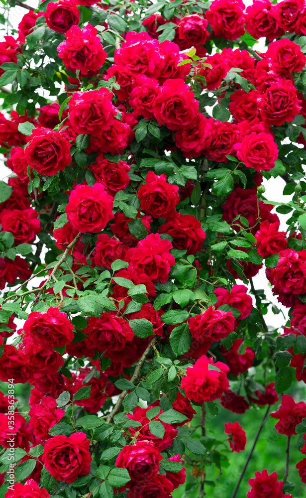 .Beautiful fresh roses in nature. Natural background, large inflorescence of roses on a garden bush