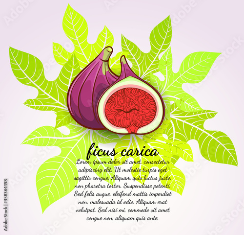 freshness fig on leaves background vector illustration