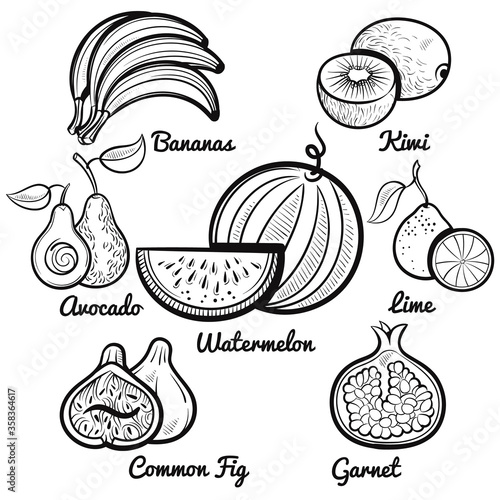 exotic fruit set colorful outline illustration watermelon lime kiwi garnet bananas fig avocado