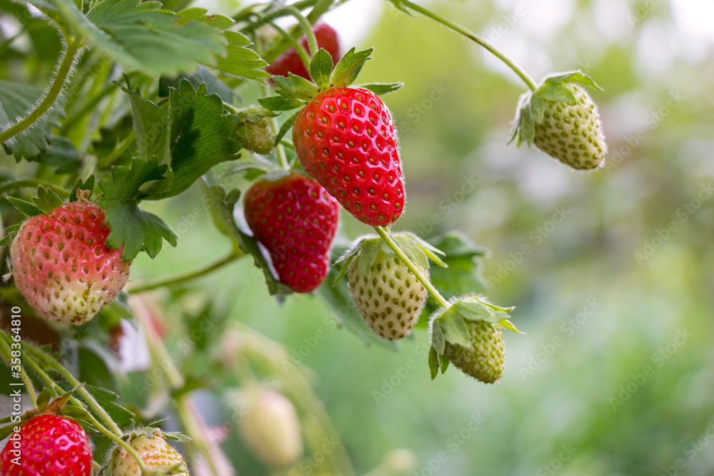 Many strawberries hang from a small bush, some are already red and ripe.