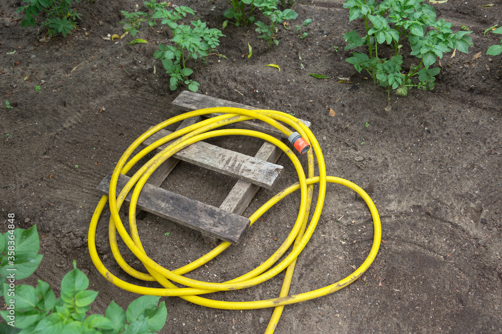 View of a yellow garden hose. It lies rolled up on the ground.