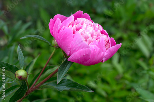 View of a beautiful peony in full bloom. Its colour pink forms a good contrast to the green background.