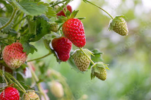 Obraz na płótnie Many strawberries hang from a small bush, some are already red and ripe. w salonie