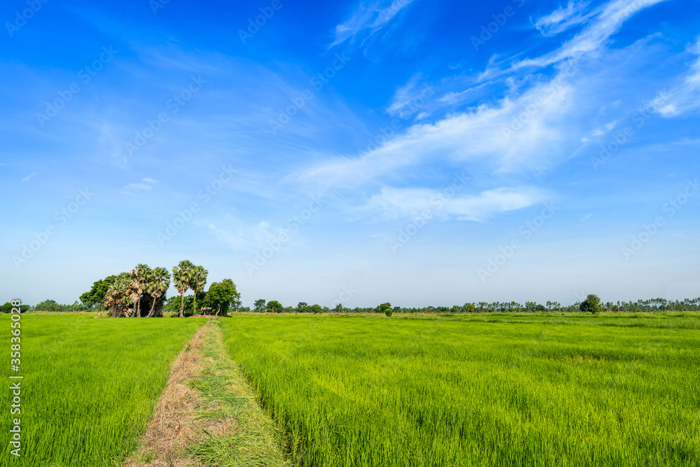 Obraz premium Green rice paddy fields and blue sky
