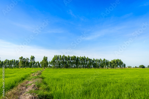 Eucalyptus trees in the green rice paddy fields