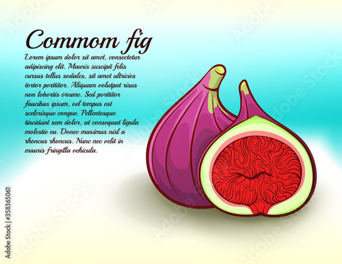 freshness common fig vector illustration