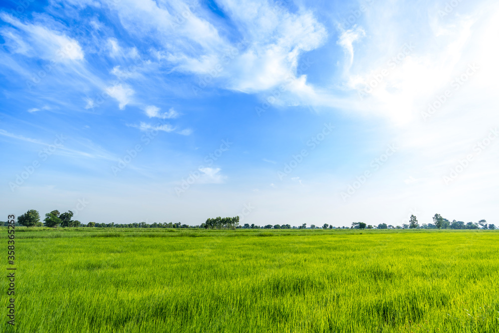 Green rice paddy fields and blue sky