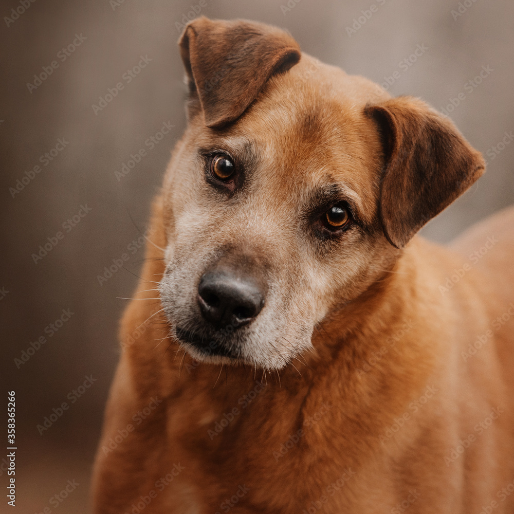 red mixed breed dog portrait outdoors, close up