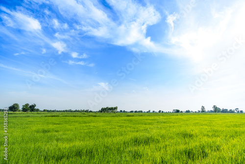 Green rice paddy fields and blue sky
