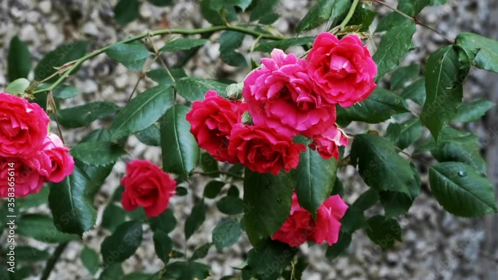 Beautiful natural plant video background close-up red curly roses using camera movement and image scaling Beautiful natural plant video background close-up red curly roses using camera movement and image scaling