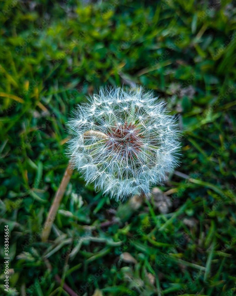 Taraxacum Flora Green Flowers Macro, Dandelion Taraxacum Flora Green Flowers Macro, Dandelion
