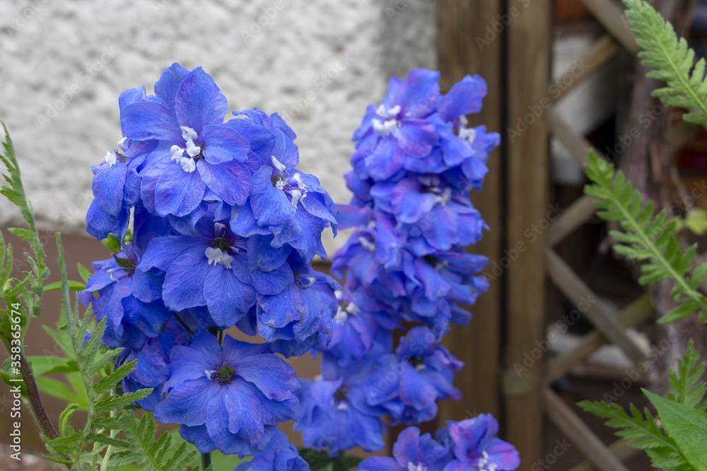 Detail of a lushly flowering delphinium. These well-flowering perennials are very popular in gardens.