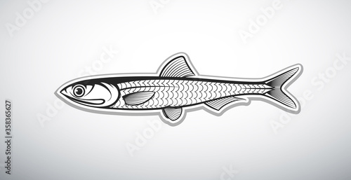 anchovy fish outline vector illustration