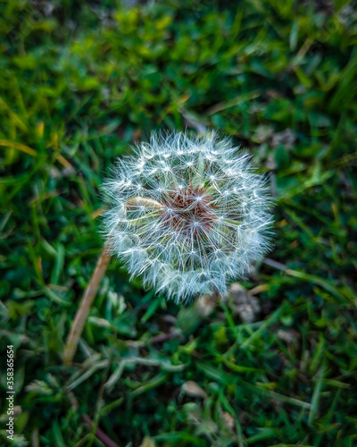 Taraxacum Flora Green Flowers Macro  Dandelion