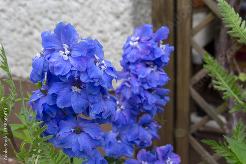 Detail of a lushly flowering delphinium. These well-flowering perennials are very popular in gardens. photo