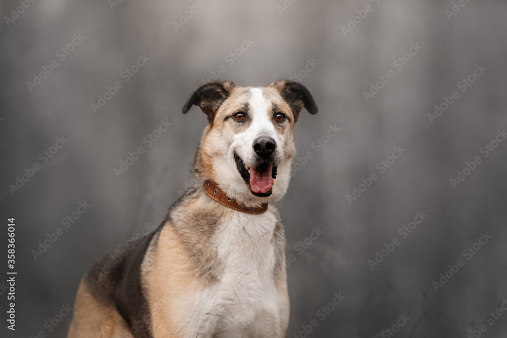 young happy mixed breed dog portrait outdoors young happy mixed breed dog portrait outdoors