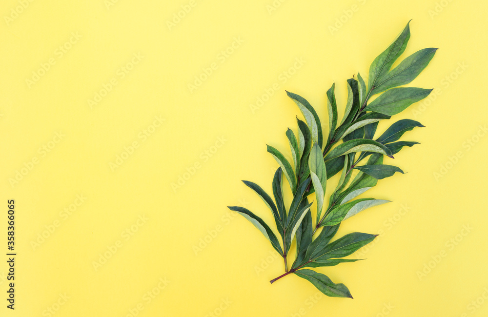 Flower arrangement of leaves on a yellow background. Spring background. Flat lay. Space for text. Flower arrangement of leaves on a yellow background. Spring background. Flat lay. Space for text.