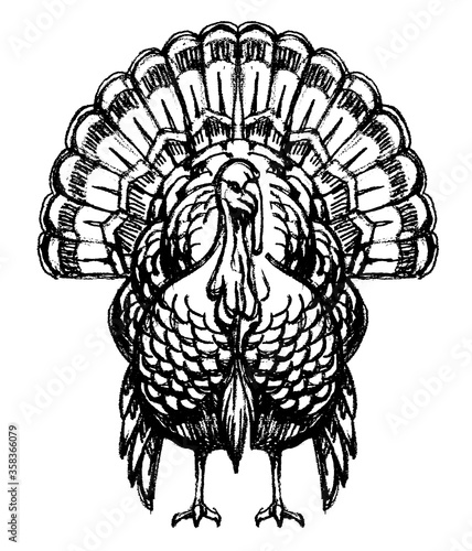 Turkey Animal Bird Sketch, Front View Illustration