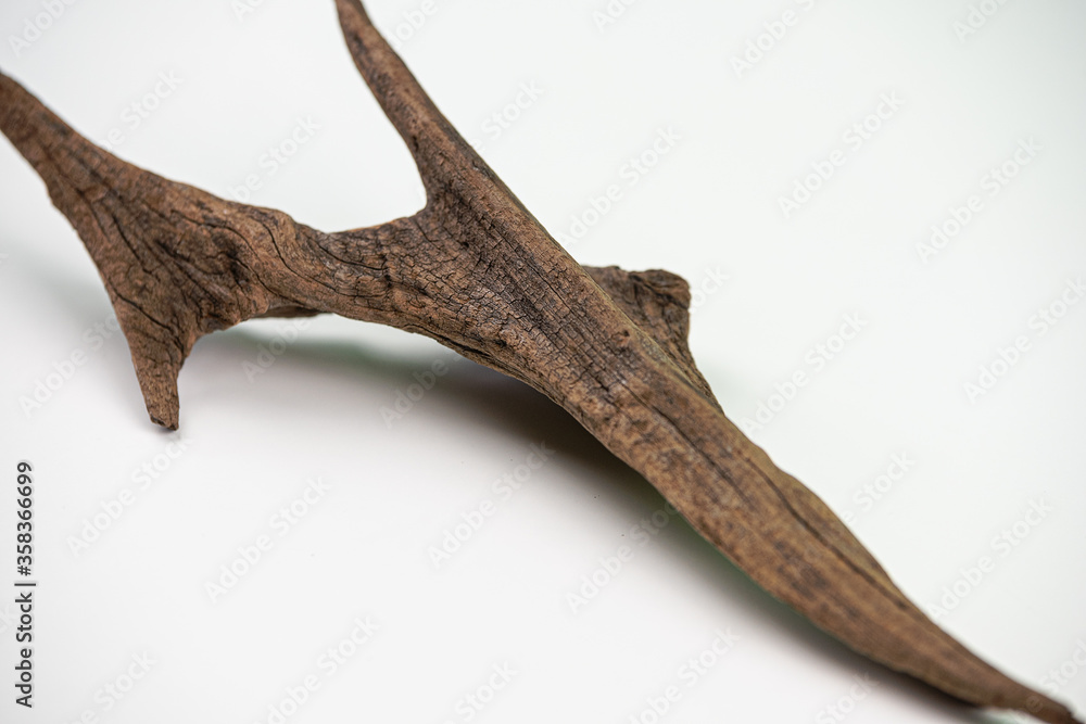 Obraz premium Tronco de madera seco