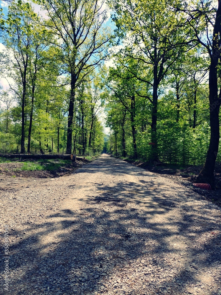 Fototapeta premium Path in a Sunny Forest