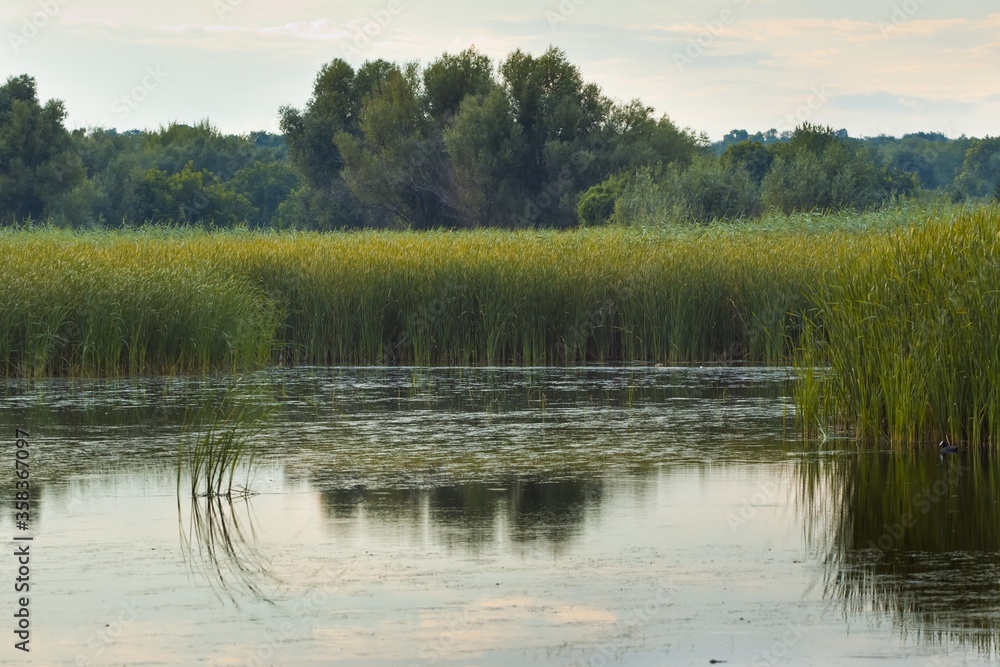 little lake overgrown with dense bulrush bushes, rich green vegetation of cane and willows on river bank, quiet and peaceful summer landscape, wild nature protection and ecology tourism background