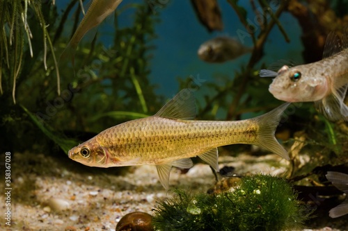 topmouth gudgeon  aggressive dominant freshwater fish from East  master of biotope aquarium  highly adaptable invasive species become ecology threat in European rivers