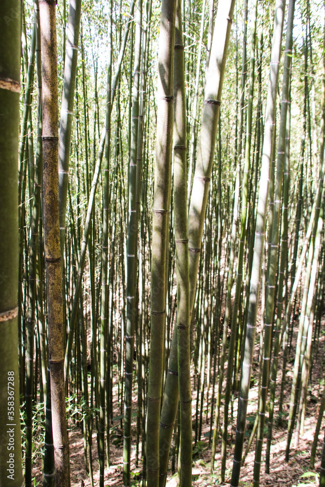 Fototapeta premium Miaoli Scenic Spot, Wugayan Bamboo Forest