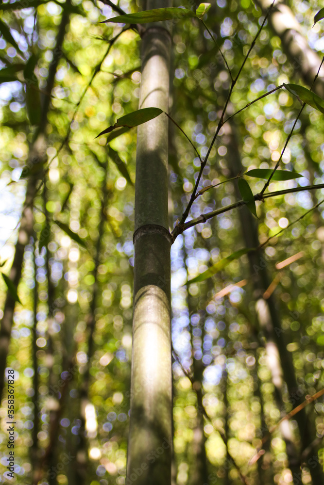 Fototapeta premium Miaoli Scenic Spot, Wugayan Bamboo Forest