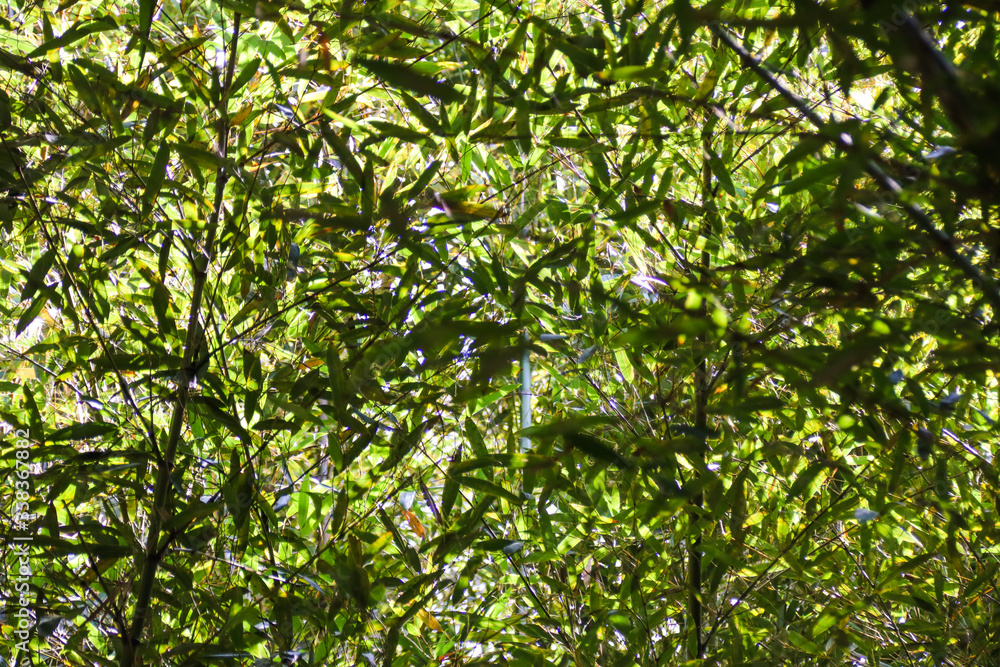 Miaoli Scenic Spot, Wugayan Bamboo Forest Miaoli Scenic Spot, Wugayan Bamboo Forest