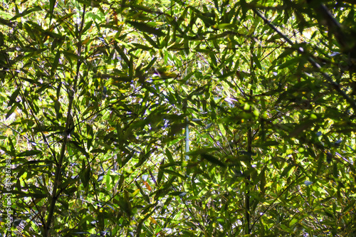 Miaoli Scenic Spot  Wugayan Bamboo Forest