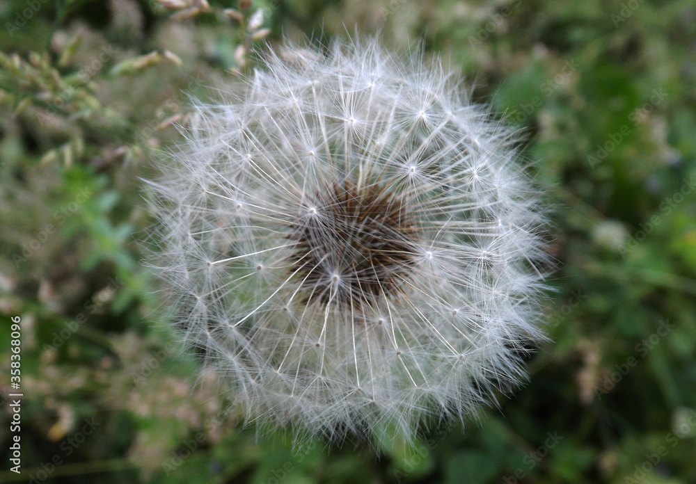 dandelion seed