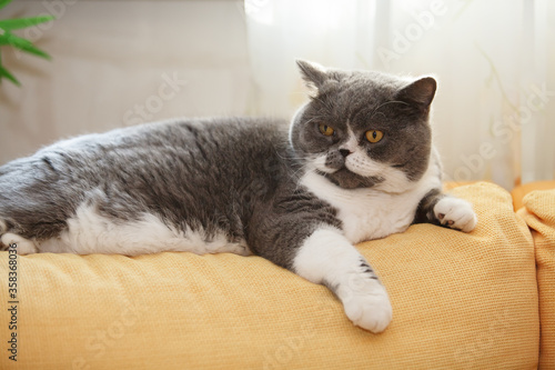 Fototapeta Naklejka Na Ścianę i Meble -  a fat cat is lying on the back of the sofa