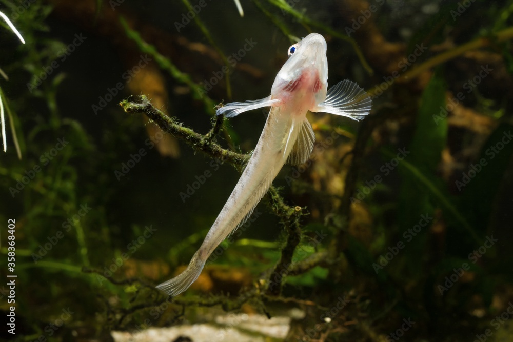 Obraz premium monkey goby, funny juvenile freshwater fish in Southern Bug river biotope aquarium, highly adaptable and unusual pet species show its belly and gills, swimming to surface to gasp air
