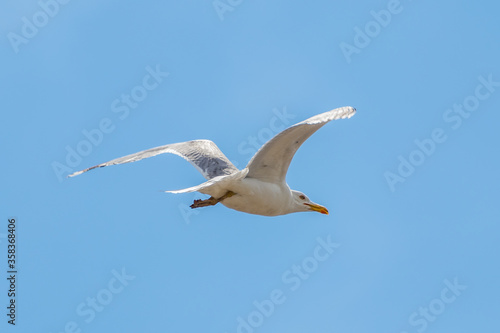 Seagull in flight against the sky.  Larus cachinnans pontisus  on Galati  Romania