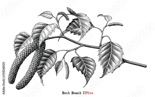 Birch Branch botanical hand drawing vintage style black and white clip art isolated on white background