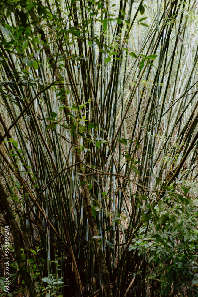 Fototapeta premium pine tree in the forest. bamboo