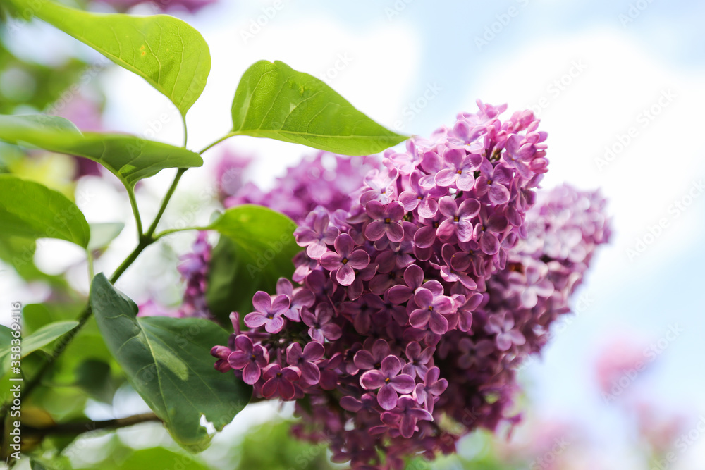 purple lilac syringa in the spring in the garden against the blue sky purple lilac syringa in the spring in the garden against the blue sky