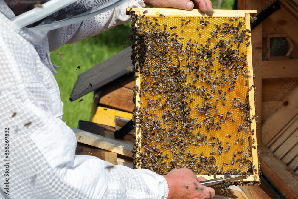 Beekeeper on apiary. Honey bees on the frame of honeycombs. Pretty wooden hives. Old man. Majestic sunny spring day. Carpathian insect. Beekeeper on apiary. Honey bees on the frame of honeycombs. Pretty wooden hives. Old man. Majestic sunny spring day. Carpathian insect.