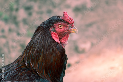 Rooster or Cock Looking at Camera, Perfect for Wallpaper