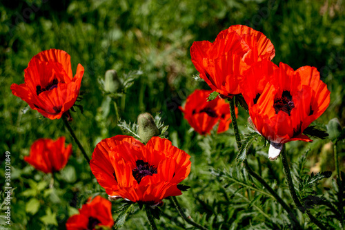 Red poppies on a natural dark green background. Lush poppy buds. Selective focus. Blooming poppies in the garden.  Copy space. Vintage flower photography. Greeting card.