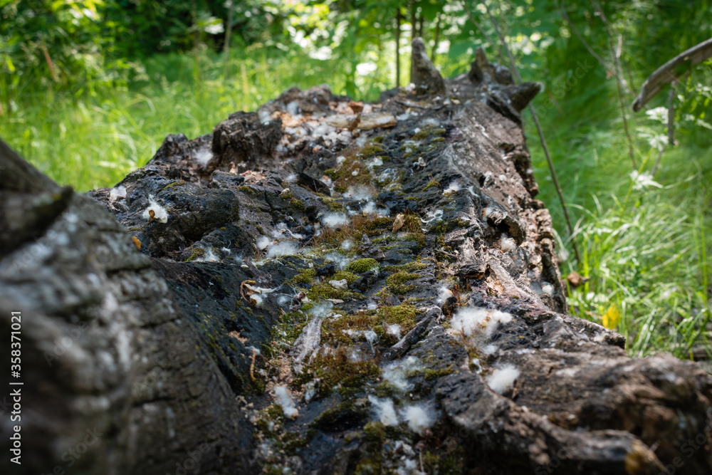 An old rotted fallen tree against a background of green vegetation An old rotted fallen tree against a background of green vegetation