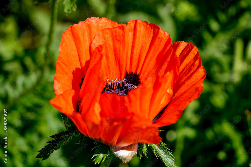 Red poppies on a natural dark green background. Lush poppy buds. Selective focus. Blooming poppies in the garden. Copy space. Vintage flower photography. Greeting card. Red poppies on a natural dark green background. Lush poppy buds. Selective focus. Blooming poppies in the garden. Copy space. Vintage flower photography. Greeting card.