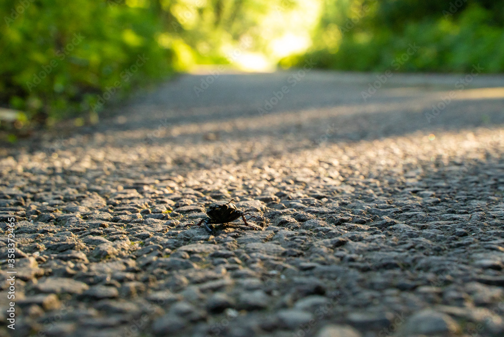 Small beetle crossing countryside road, Slovakia. Small beetle crossing countryside road, Slovakia.