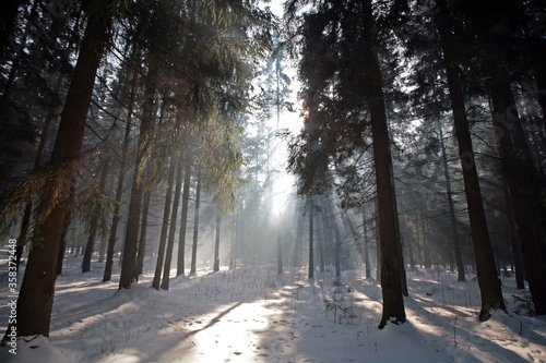 Winter forest, snow, pine and sun. Wonderful weather.