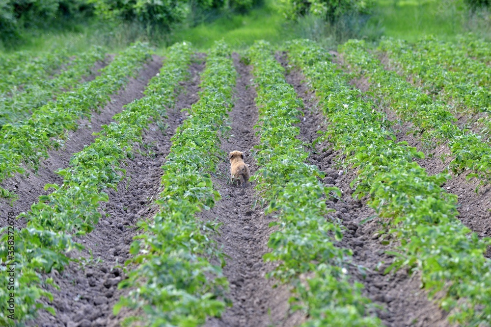 cute stray puppy between  rows of potatoes  field