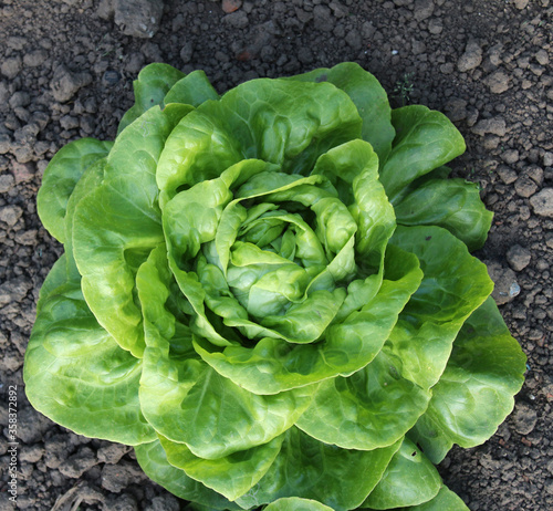 Fotografie salade / laitue