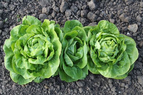Fotografie salade / laitue