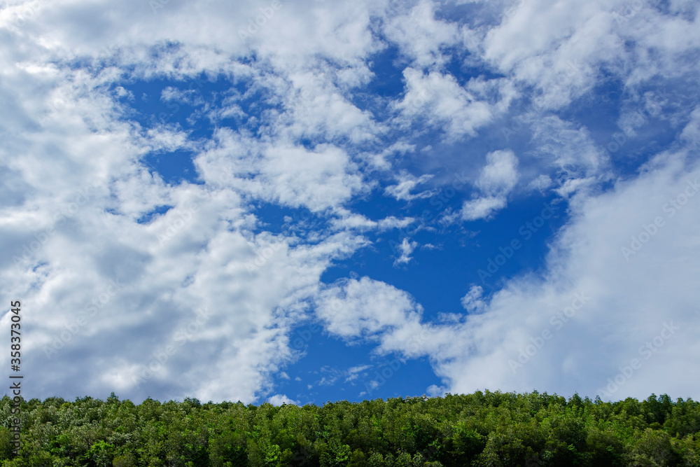 forest on blue skies and white clounds. clear background.