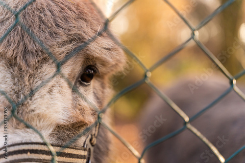 Close up image of donkey eye behind metal fence, Berlin, Germany.